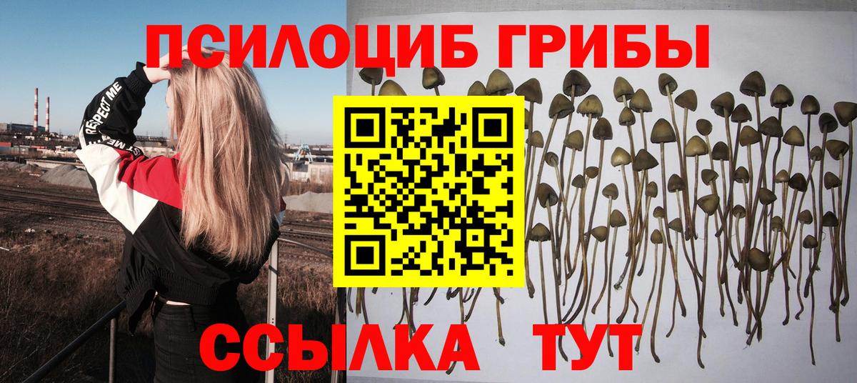 Псилоцибиновые грибы GOLDEN TEACHER Юрга